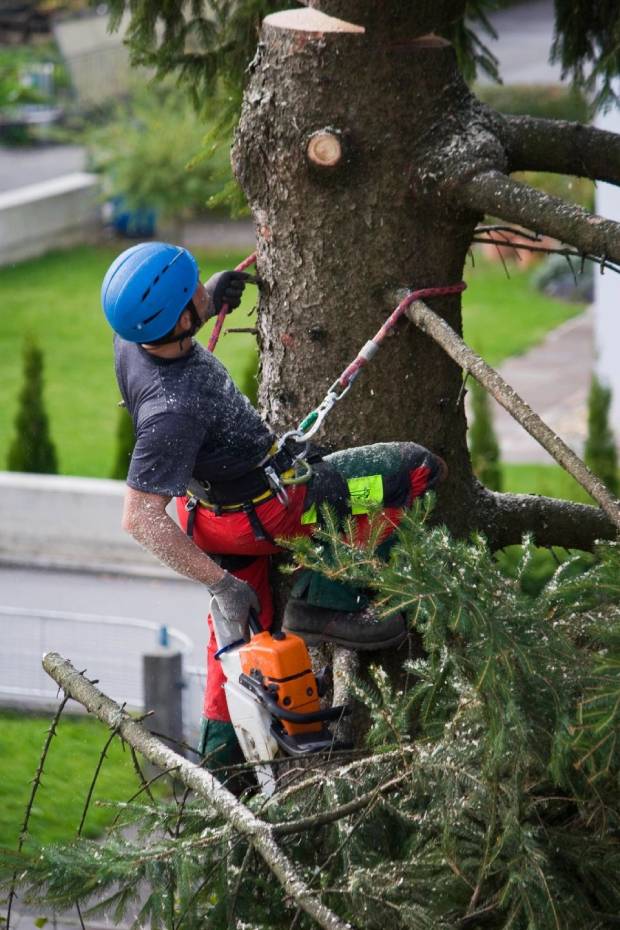 fm=f_rDARP2g Heritage Tree Service