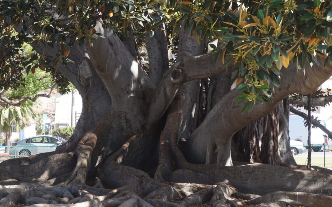 Tree Roots: How They Grow, Where They Grow, and How to Remove Them