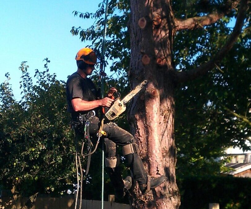 Tree Pruning for Beginners: Everything You Need to Know
