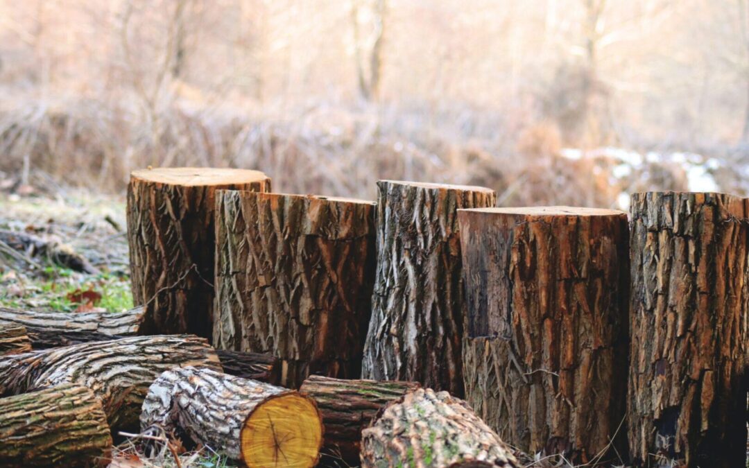 Tree and Stump Removal Information Guide